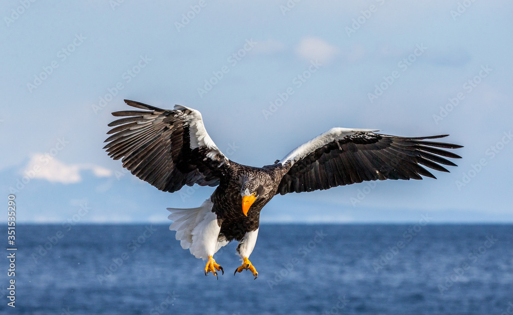 Steller's sea eagle in flight on the background of the sea and the Kunashir island in the distance. Japan. Hokkaido. Shiretoko Peninsula. Shiretoko National Park Steller's sea eagle in flight on the background of the sea and the Kunashir island in the distance. Japan. Hokkaido. Shiretoko Peninsula. Shiretoko National Park