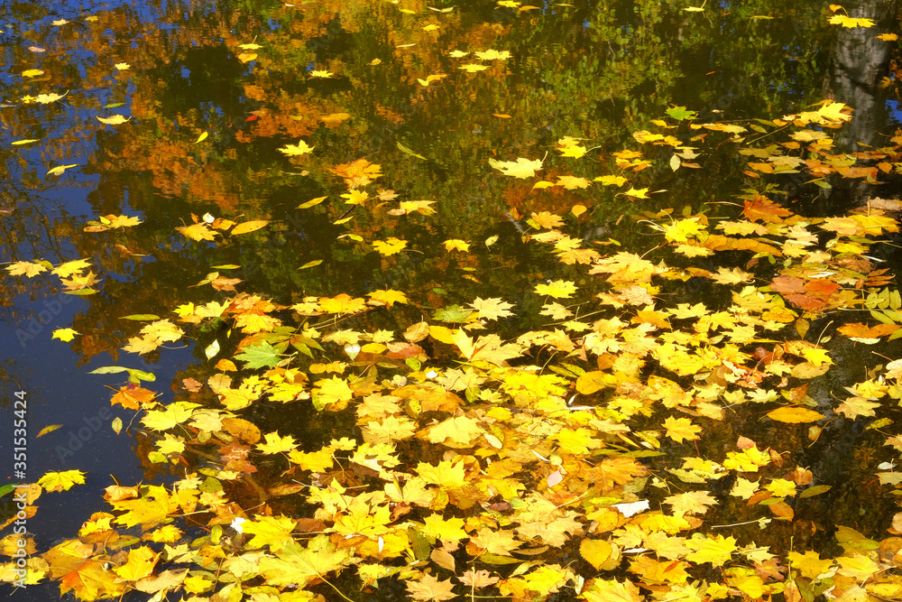 Obraz premium Top view of autumn bright golden leaves in water. Yellow various leaves to swim on water.