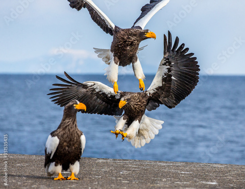 Group of the Steller's sea eagles and White-tailed eagles on the pier in the port are fighting each other over prey. Japan. Hokkaido. Shiretoko Peninsula. Shiretoko National Park photo