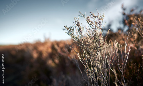Dry moorland heather on a sunny autumn day isolated against a blurred background.