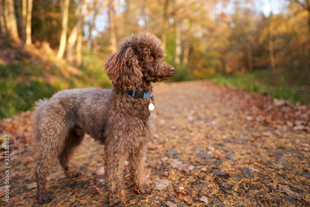 A pet dog, brown miniature poodle, standing on an autumn woodland trail at sunset with golden brown leaves on the ground.
