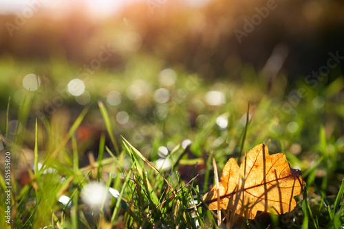 A golden brown autumn leaf at sunset lying on the green grass of an open meadow.