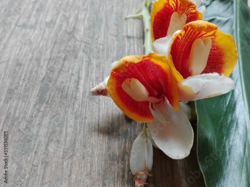 yellow flower on a wooden background photo