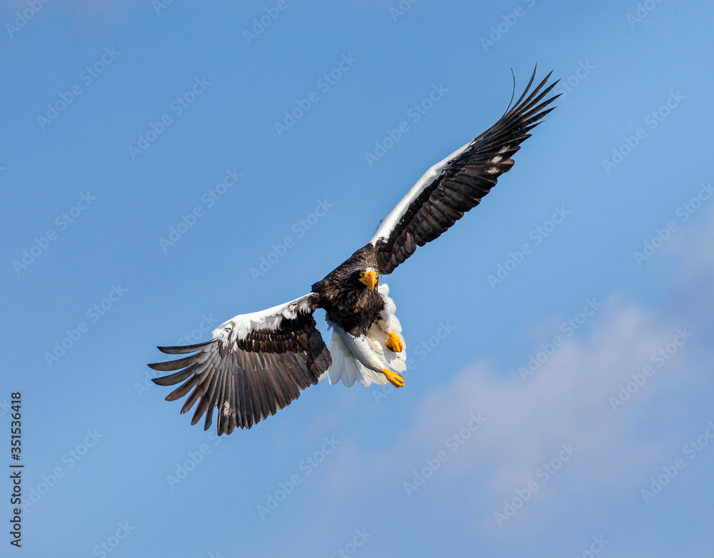 Obraz premium Steller's sea eagle in flight on background blue sky. Japan. Hokkaido. Shiretoko Peninsula. Shiretoko National Park
