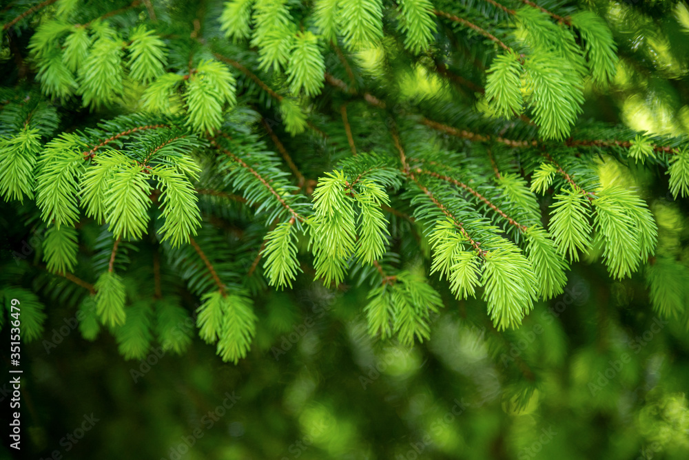 Spruce branches as a background Spruce branches as a background