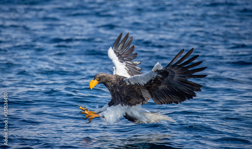 Steller's sea eagle at the time of the attack on the fish on the background of blue sea. Japan. Hokkaido. Shiretoko Peninsula. Shiretoko National Park © gudkovandrey