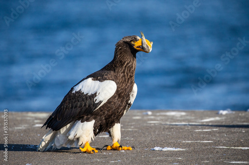 Steller s sea eagle is standing on a pier in the port with a fish in its beak. Japan. Hokkaido. Shiretoko Peninsula. Shiretoko National Park