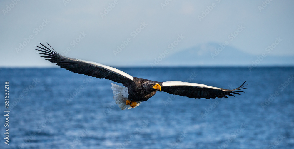 Steller's sea eagle in flight on the background of the sea and the Kunashir island in the distance. Japan. Hokkaido. Shiretoko Peninsula. Shiretoko National Park Steller's sea eagle in flight on the background of the sea and the Kunashir island in the distance. Japan. Hokkaido. Shiretoko Peninsula. Shiretoko National Park