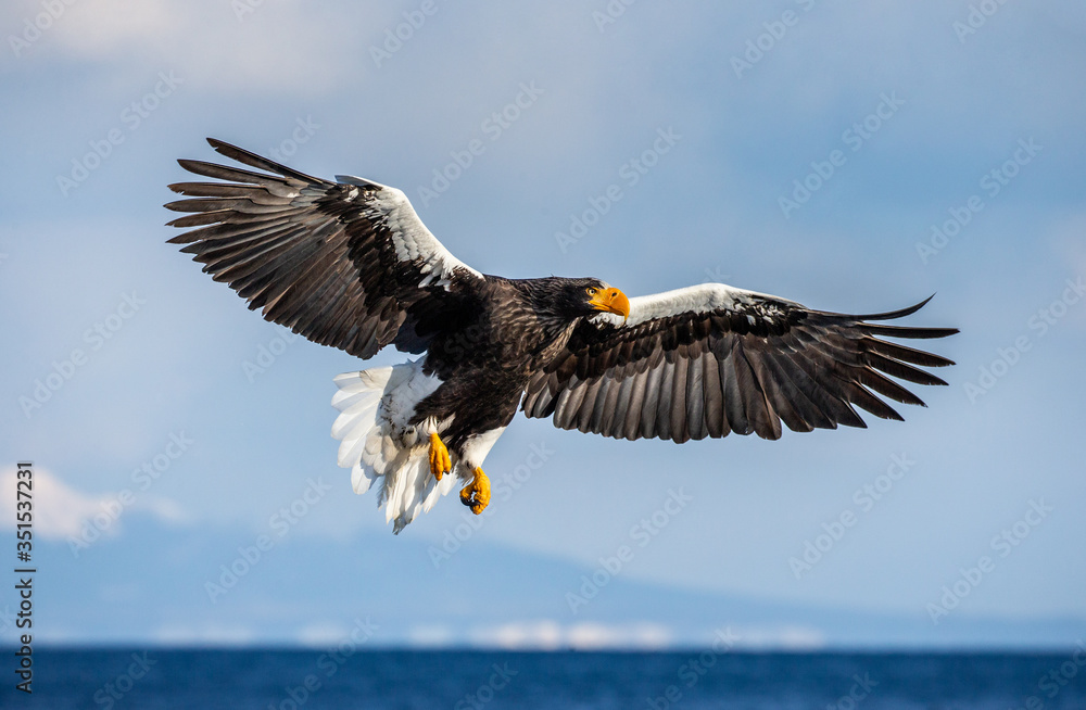 Steller's sea eagle in flight on background blue sky. Japan. Hokkaido. Shiretoko Peninsula. Shiretoko National Park Steller's sea eagle in flight on background blue sky. Japan. Hokkaido. Shiretoko Peninsula. Shiretoko National Park