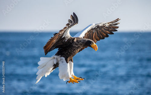 Steller s sea eagle in flight on background blue sky and blue sea. Japan. Hokkaido. Shiretoko Peninsula. Shiretoko National Park