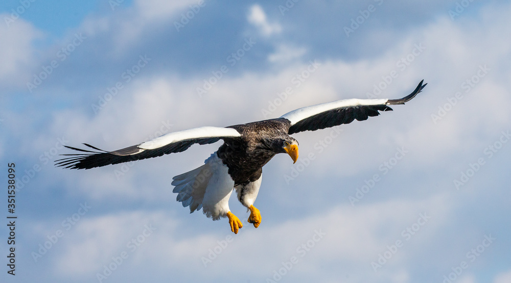 Steller's sea eagle in flight on background blue sky. Japan. Hokkaido. Shiretoko Peninsula. Shiretoko National Park Steller's sea eagle in flight on background blue sky. Japan. Hokkaido. Shiretoko Peninsula. Shiretoko National Park