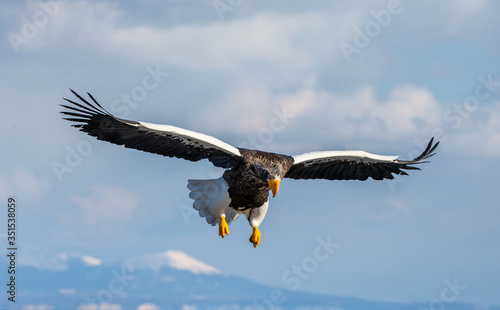 Steller's sea eagle in flight on background blue sky. Japan. Hokkaido. Shiretoko Peninsula. Shiretoko National Park