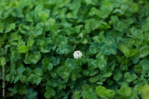 White clover, Dutch Clover, creeping Amor (Trifolium repens) is growing on the mesdow.  photo