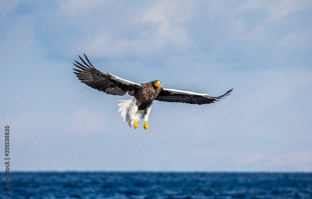 Obraz premium Steller's sea eagle in flight on background blue sky. Japan. Hokkaido. Shiretoko Peninsula. Shiretoko National Park