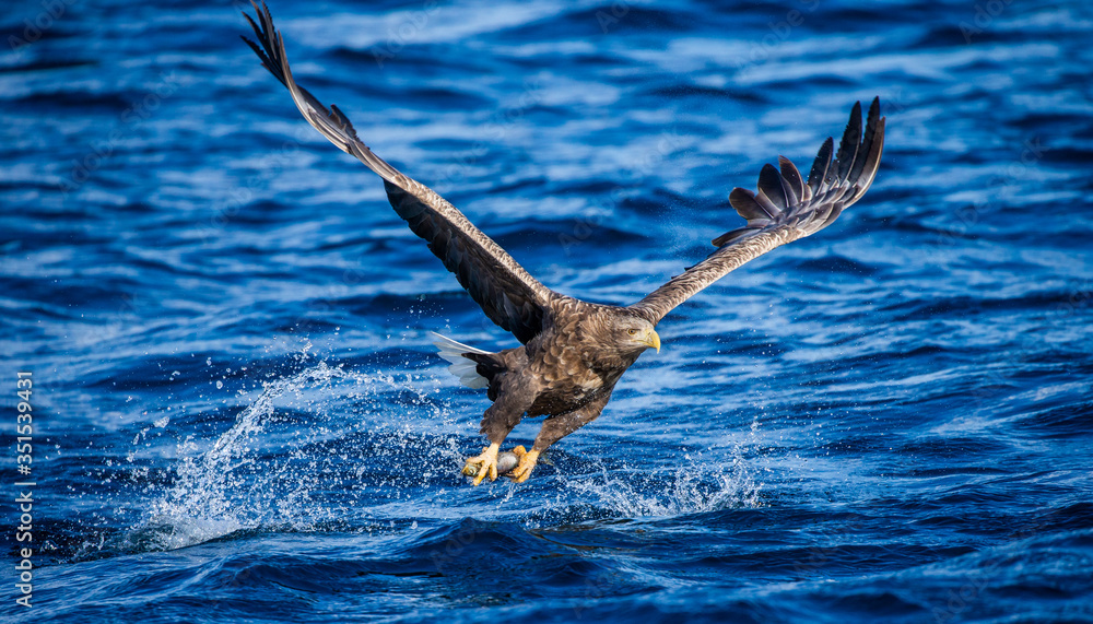 Steller's sea eagle in flight on a background of the sea with prey in its paws. Japan. Hokkaido. Shiretoko Peninsula. Shiretoko National Park Steller's sea eagle in flight on a background of the sea with prey in its paws. Japan. Hokkaido. Shiretoko Peninsula. Shiretoko National Park