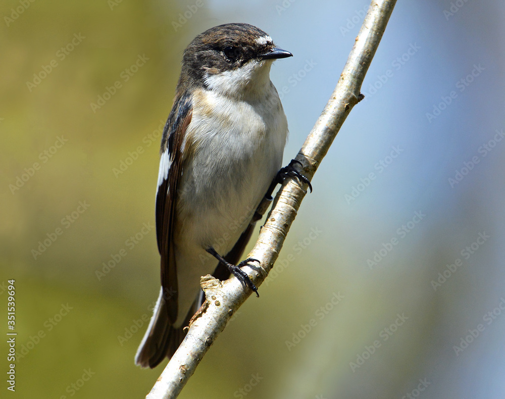 Naklejka premium Samiec muchołówka żałobna na gałęzi