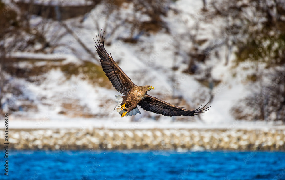 Fototapeta premium White-tailed eagle in flight on the background of the shore and rocks. Japan. Hokkaido. Shiretoko Peninsula. Shiretoko National Park