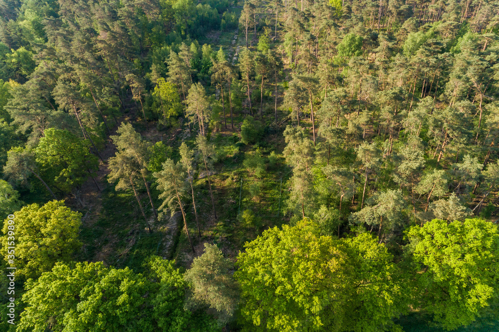 Dichter Wald mit Nadelbäumen aus der Luft Dichter Wald mit Nadelbäumen aus der Luft