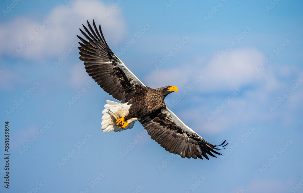 Steller's sea eagle in flight on background blue sky. Japan. Hokkaido. Shiretoko Peninsula. Shiretoko National Park Steller's sea eagle in flight on background blue sky. Japan. Hokkaido. Shiretoko Peninsula. Shiretoko National Park