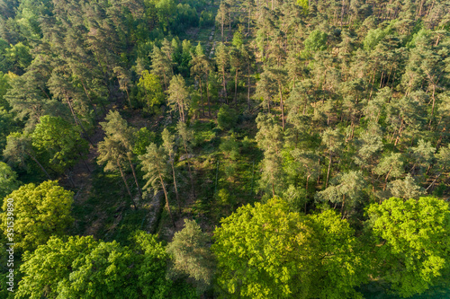 Dichter Wald mit Nadelbäumen aus der Luft © Christian Schwier