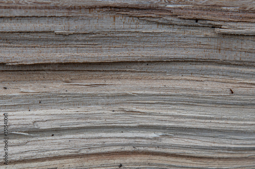 texture and background section of a tree. Wooden Board closeup