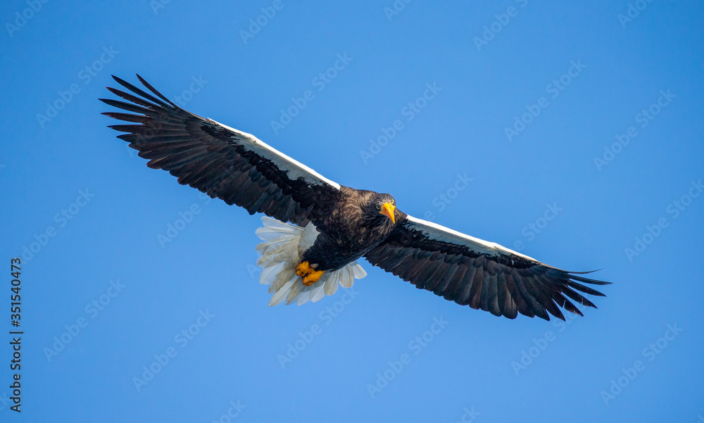 Obraz premium Steller's sea eagle in flight on background blue sky. Japan. Hokkaido. Shiretoko Peninsula. Shiretoko National Park