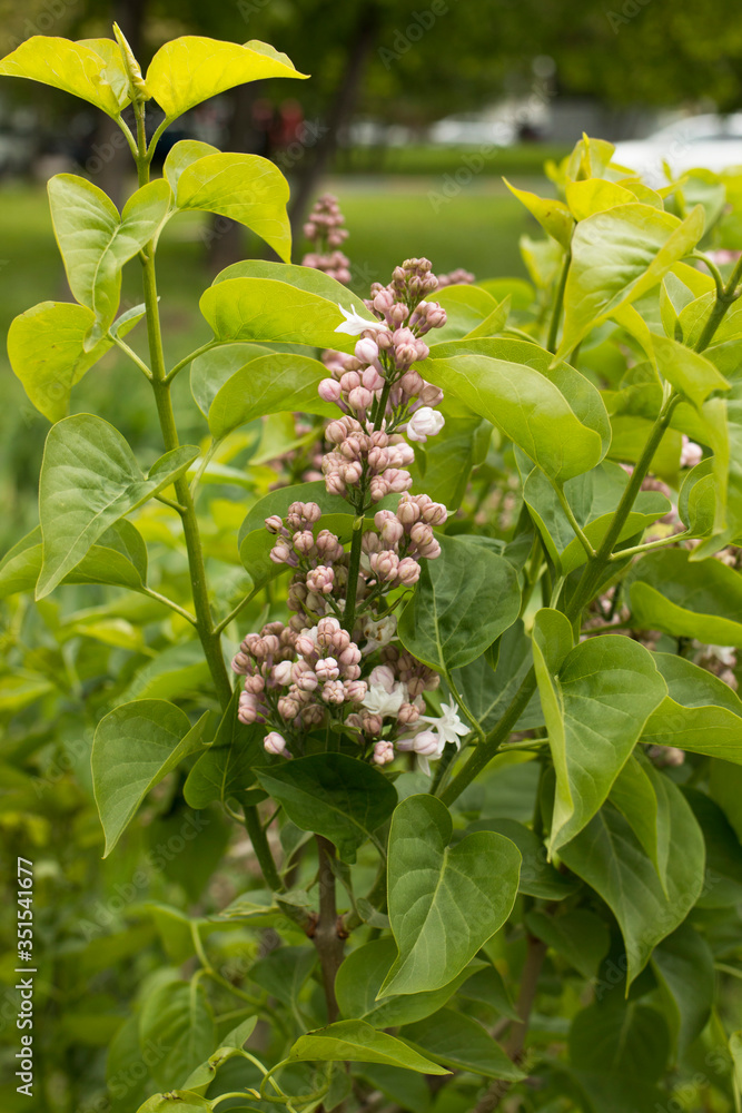 Fototapeta premium Lush lilacs in the garden. Terry lilac begins to blossom.