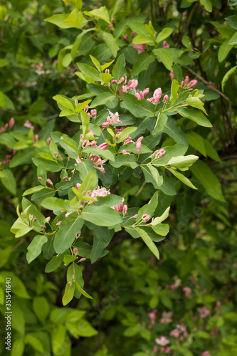 Barberry begins to bloom. Green bush of barberry. Flowering plants in the city.