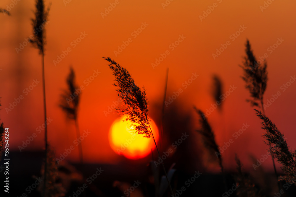 Fototapeta premium Rays of sunset in the reeds on the Lake. Reed during sunset.