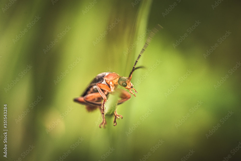Fototapeta premium Insekten Makro