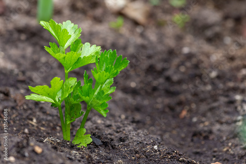 Small celeriac seedling also called celery root or knob celery in the vegetable garden