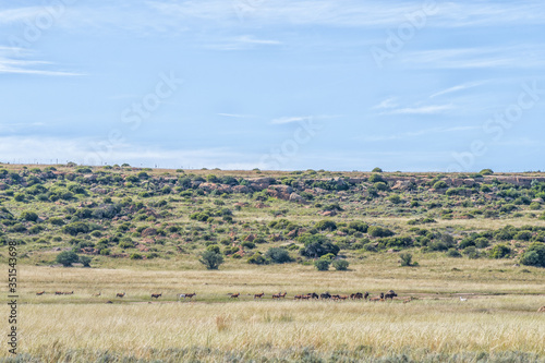 Black wildebeest and red hartebeest on the Eland Hiking Trail photo