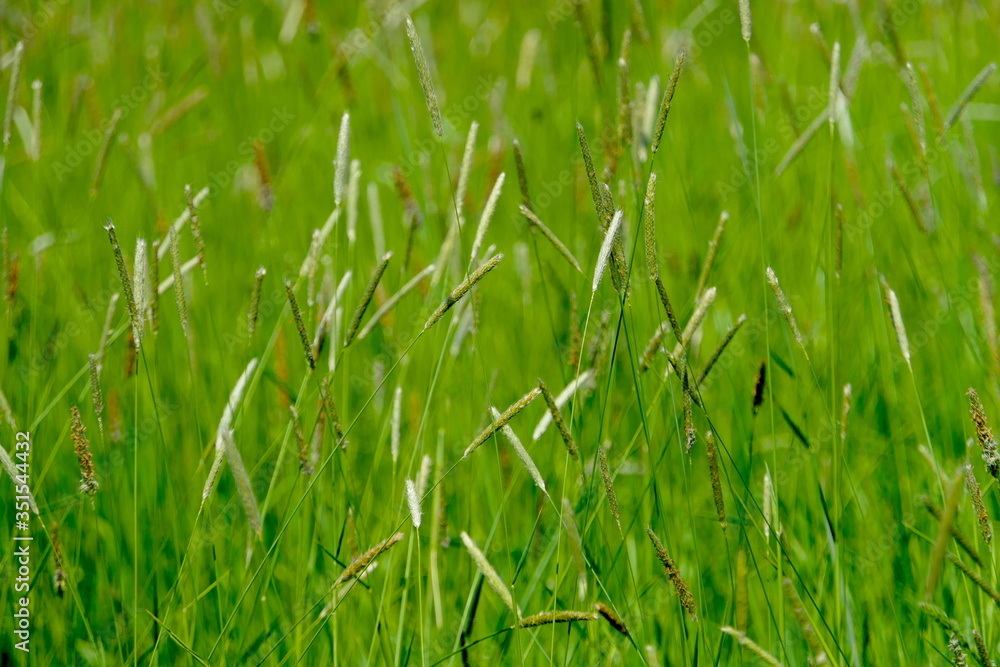 Gräser auf einer Wiese Gräser auf einer Wiese