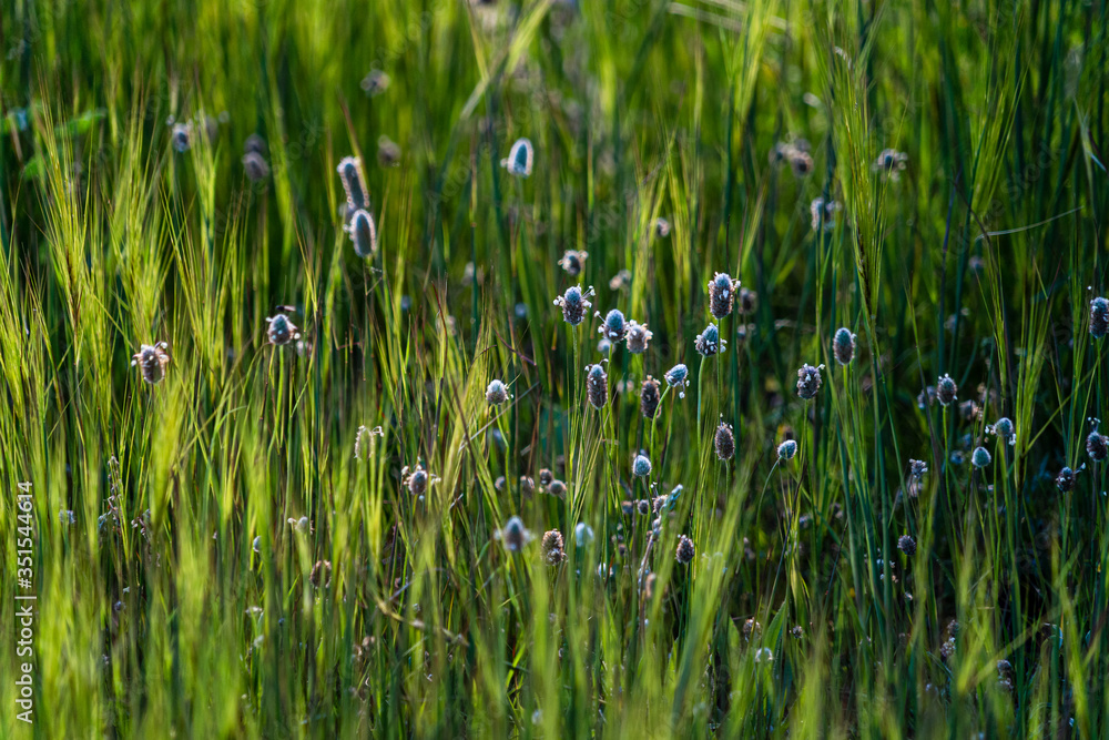Wild plants and flowers in spring Wild plants and flowers in spring