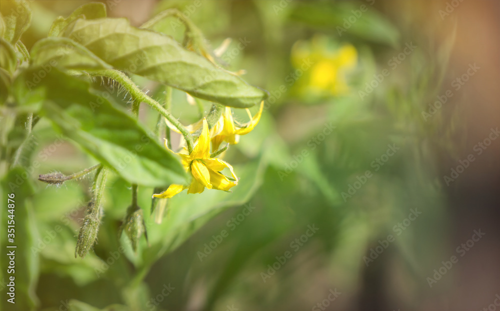 Yellow fresh flower of a blossoming seedling of vegetables in the greenhouse. Organic food cultivation and agricultural field Yellow fresh flower of a blossoming seedling of vegetables in the greenhouse. Organic food cultivation and agricultural field