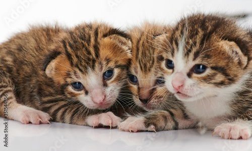 Three adorable kitty cats