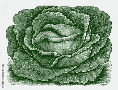 Large flat head cabbage variety. Green colored illustration after a historical engraving from the early 20th century