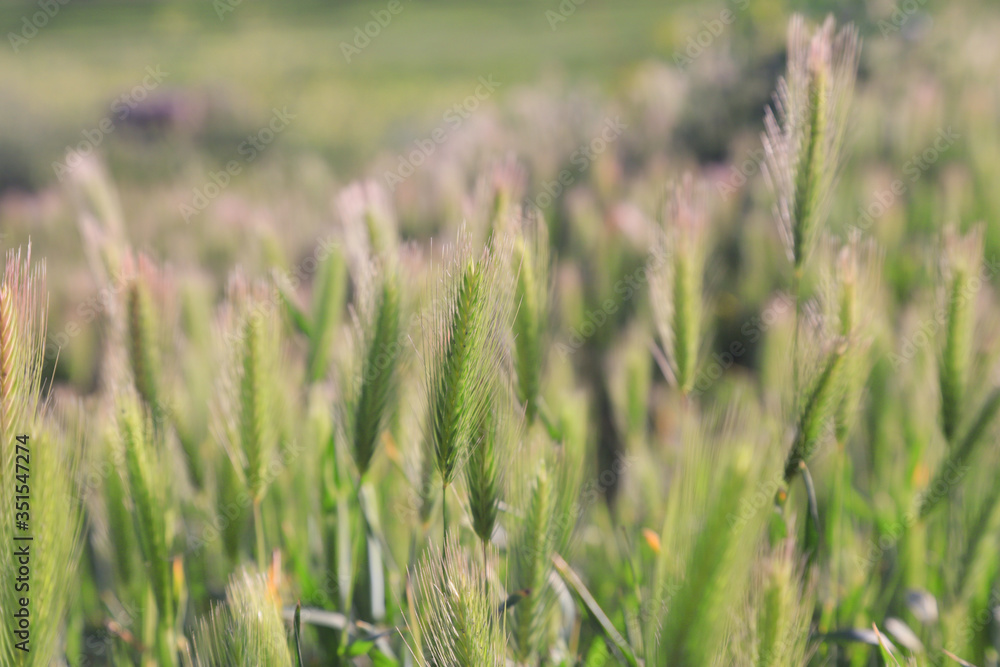 Fototapeta premium field of wheat
