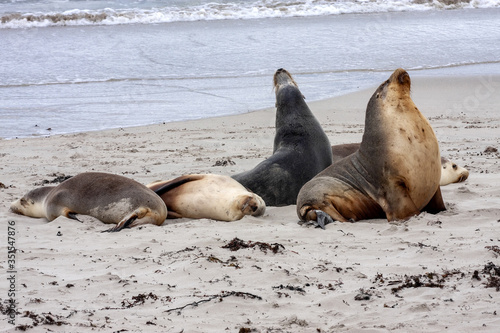 Small groups of Australian Sea lion, Neophoca cinerea, lie in the sand on the shore, Flinders Chase National Park. Australia
