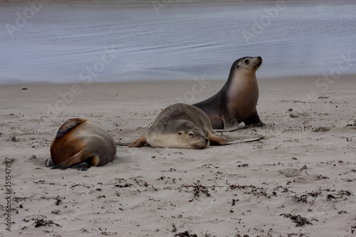 Small groups of Australian Sea lion, Neophoca cinerea,  lie in the sand on the shore, Flinders Chase National Park. Australia