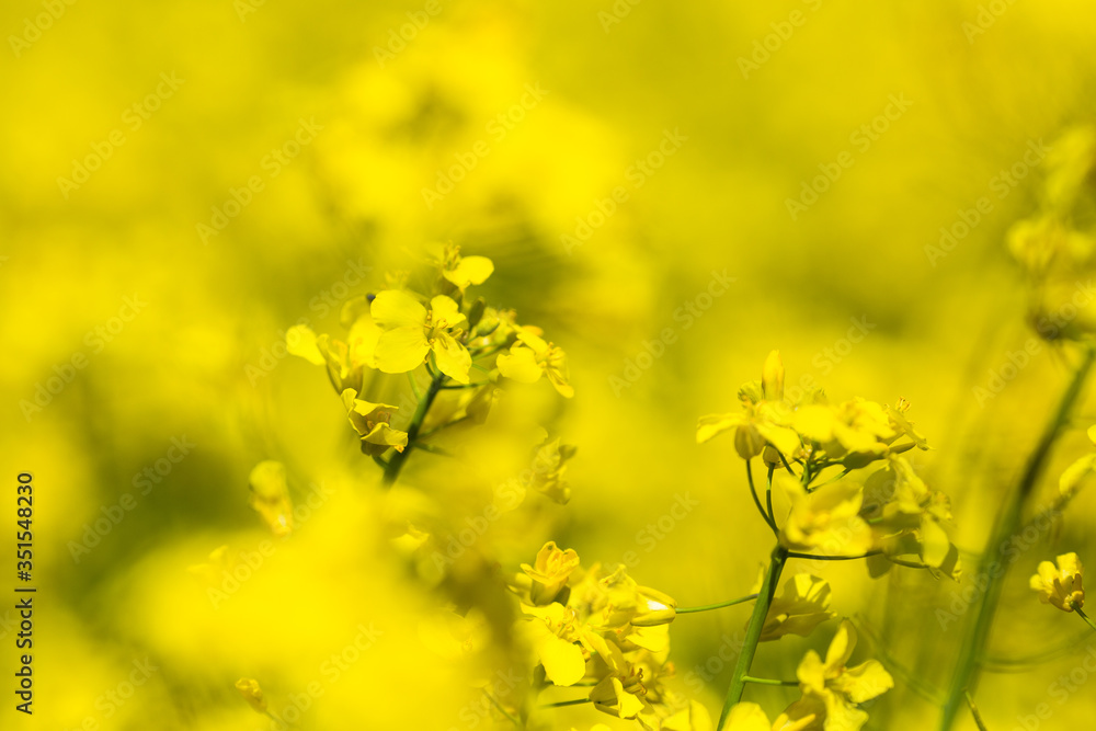 Closeup of yellow spring fileds of canola, rapeseed or rape at sunny day Closeup of yellow spring fileds of canola, rapeseed or rape at sunny day