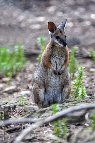 A Wallaby swamp, Wallabia bicolor, sitting on the ground looking for food. Australia
