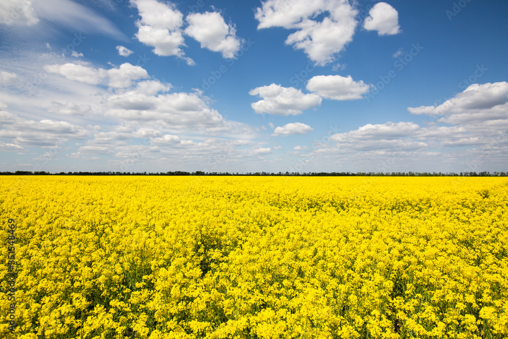 yellow spring fileds of canola, rapeseed or rape at sunny day yellow spring fileds of canola, rapeseed or rape at sunny day
