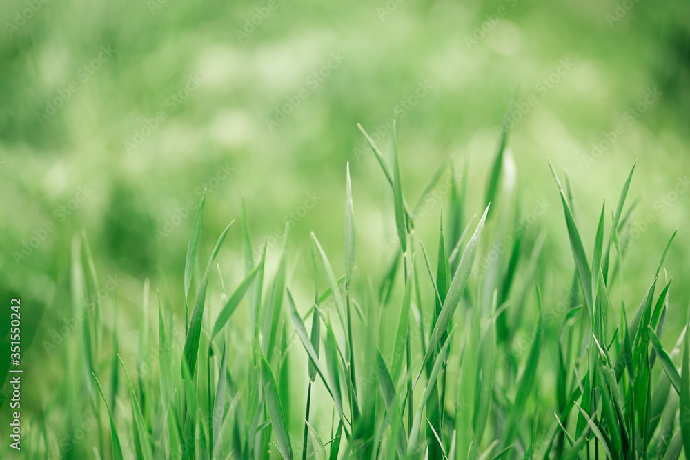 Fresh green grass background. Natural eco concept. Fresh green grass background. Natural eco concept.