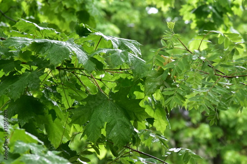 raindrops on maple leaves