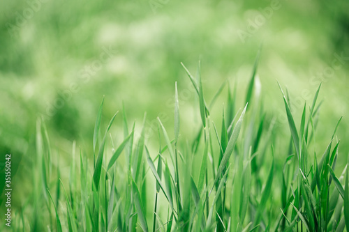 Fresh green grass background. Natural eco concept.