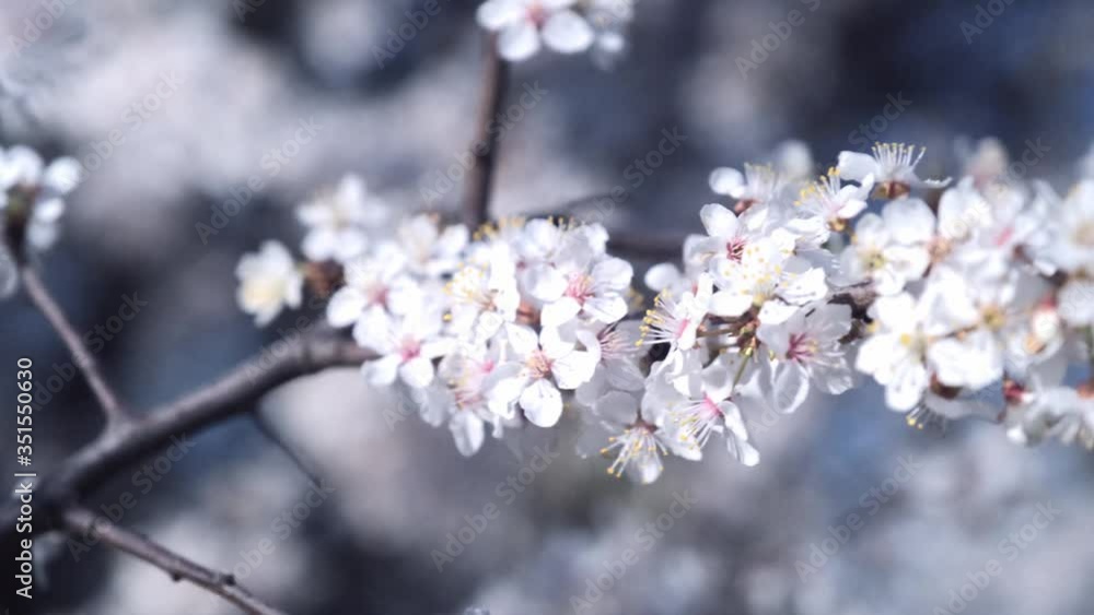 A branch of blooming cherry with white flowers. Flowering in early spring. branch sway in the wind close-up. A branch of blooming cherry with white flowers. Flowering in early spring. branch sway in the wind close-up.