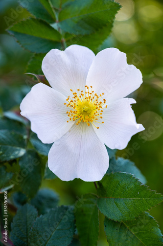 Fototapeta Naklejka Na Ścianę i Meble -  A vertical closeup shot of a beautiful white wild rose on a blurred background