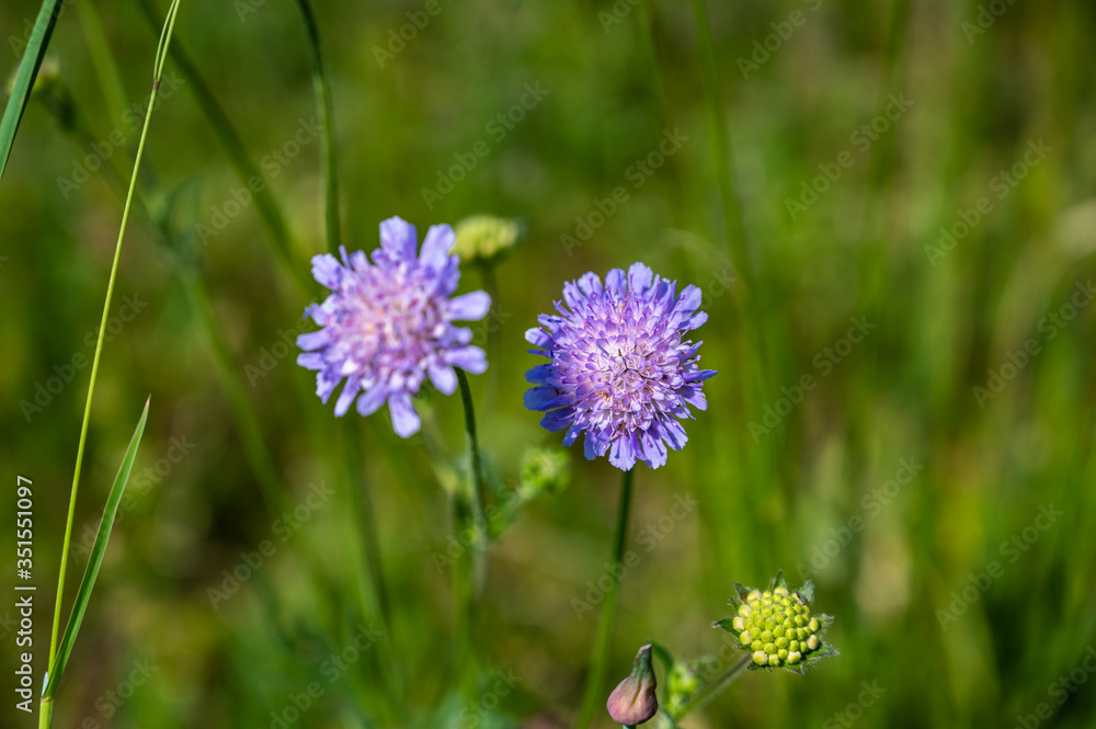 A closeup shot of beautiful purple pincushion flowers in a field with a blurred background A closeup shot of beautiful purple pincushion flowers in a field with a blurred background