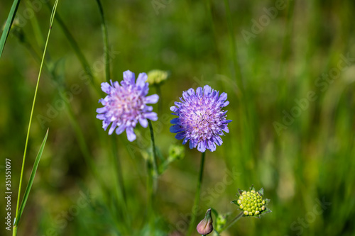A closeup shot of beautiful purple pincushion flowers in a field with a blurred background